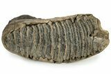 Woolly Mammoth Molar - Siberia #232725-3